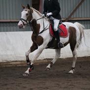 Pinto Darupgaards Venus Aurigae