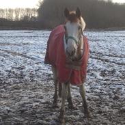 Pinto Darupgaards Venus Aurigae