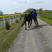 Anden særlig race Silas