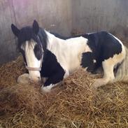 Tinker Tina (trunte)