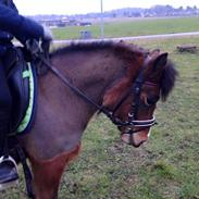 Anden særlig race Molly Monster - SOLGT