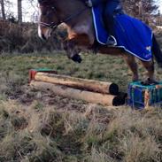 Anden særlig race Molly Monster - SOLGT