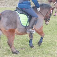 Anden særlig race Molly Monster - SOLGT