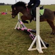 Anden særlig race Molly Monster - SOLGT