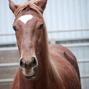 Quarter Poco's Diamond Dancer