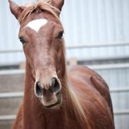 Quarter Poco's Diamond Dancer