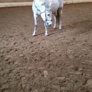 Anden særlig race Fun Shaggy