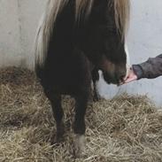 Welsh Pony af Cob-type (sec C) Gribsvads superstar jo