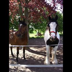 Irish Cob Holly