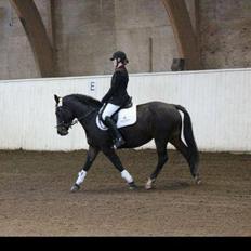 Anden særlig race Maddie Laine