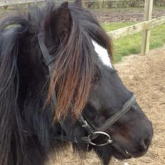 Shetlænder Mill Of Towie Country Lad