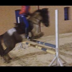 Anden særlig race Victor