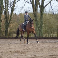 Dansk Varmblod STENKISTEKÆRS KITTE KRY *Kitte*