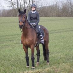 Dansk Varmblod STENKISTEKÆRS KITTE KRY *Kitte*