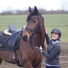 Dansk Varmblod STENKISTEKÆRS KITTE KRY *Kitte*