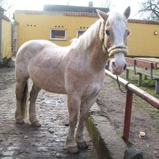 Haflinger Aalekrogens Stafet [Rideskole]