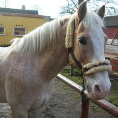 Haflinger Aalekrogens Stafet [Rideskole]