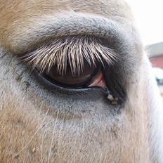 Haflinger Aalekrogens Stafet [Rideskole]