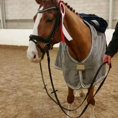 Dansk Varmblod Lindegaardens Zafir 