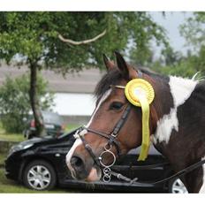 Anden særlig race Cassiopeja