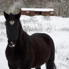 Dansk Varmblod Faunegårds Double (Bubbi)
