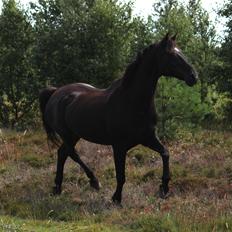 Dansk Varmblod Faunegårds Double (Bubbi)