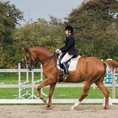 Trakehner Loulóu Sjælstofte (Himmelhest)