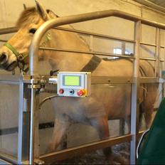 Fjordhest Oblings diva