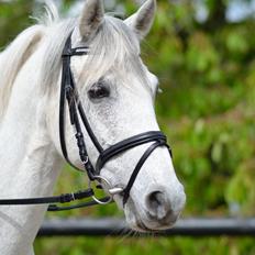 Anden særlig race Gordon