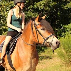 Nordsvensk Skovhest Wera