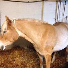 Haflinger Walmue (Muhh)