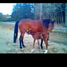 Anden særlig race Stald sofiedahl s ariel z