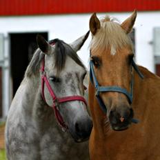 Anden særlig race Freja