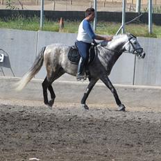 Lusitano Bellisimo