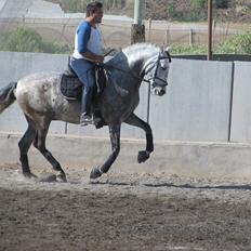 Lusitano Bellisimo