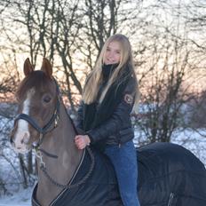 Hollandsk Sportspony Leo