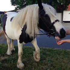 Irish Cob Pedersminde Monique