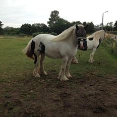 Irish Cob Romanys Agata
