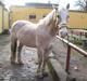 Haflinger Aalekrogens Stafet [Rideskole]