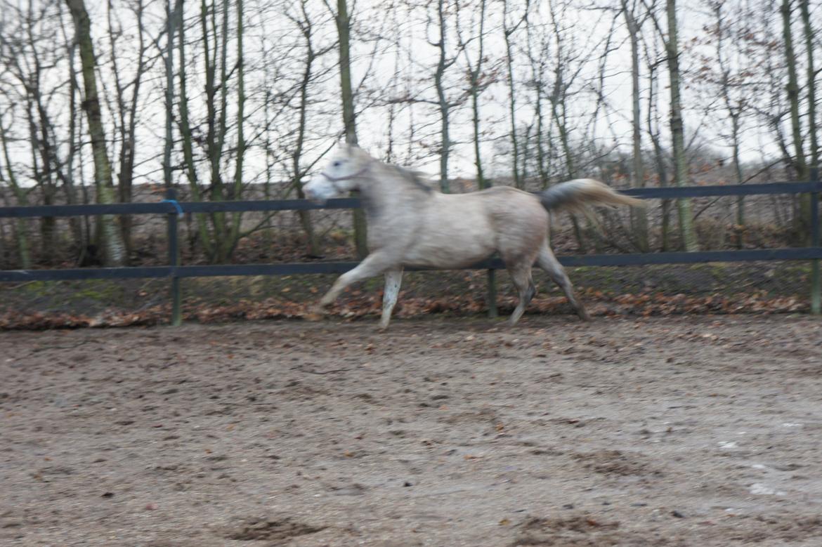Anden særlig race Lindgaardens Spirit billede 7