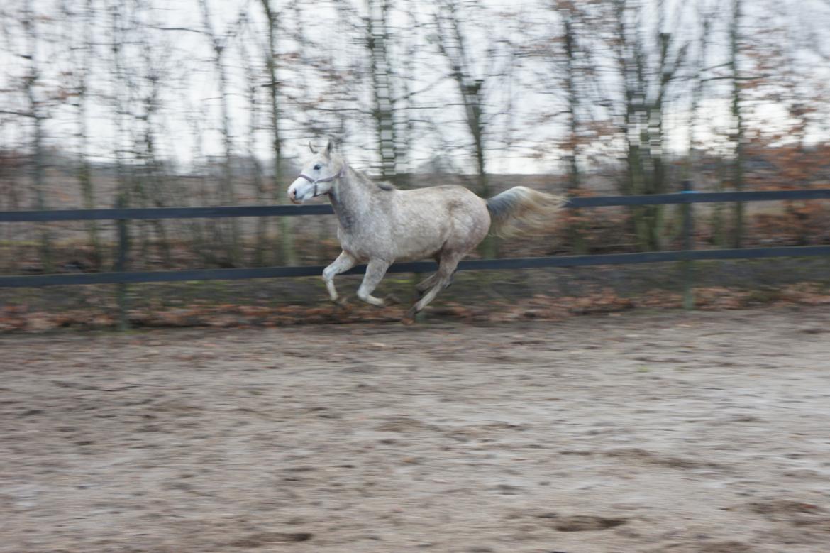 Anden særlig race Lindgaardens Spirit billede 12
