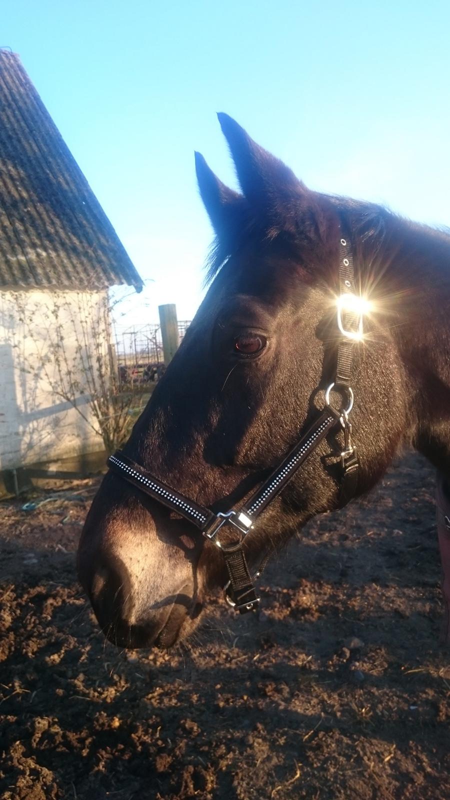 Oldenborg Schousboes Fie billede 13