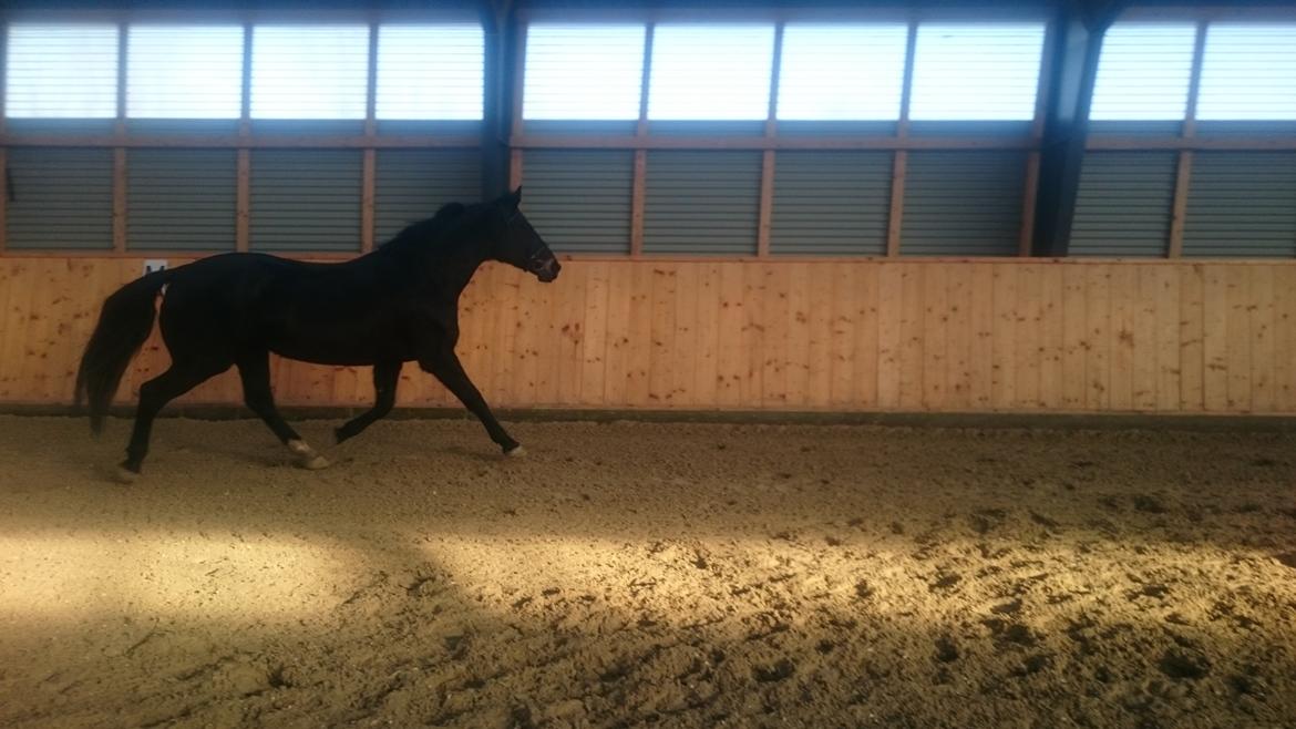 Oldenborg Schousboes Fie billede 17