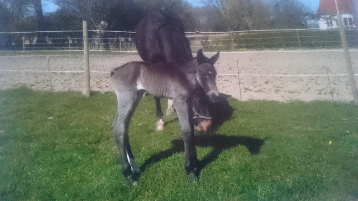 Oldenborg Schousboes Fie billede 18