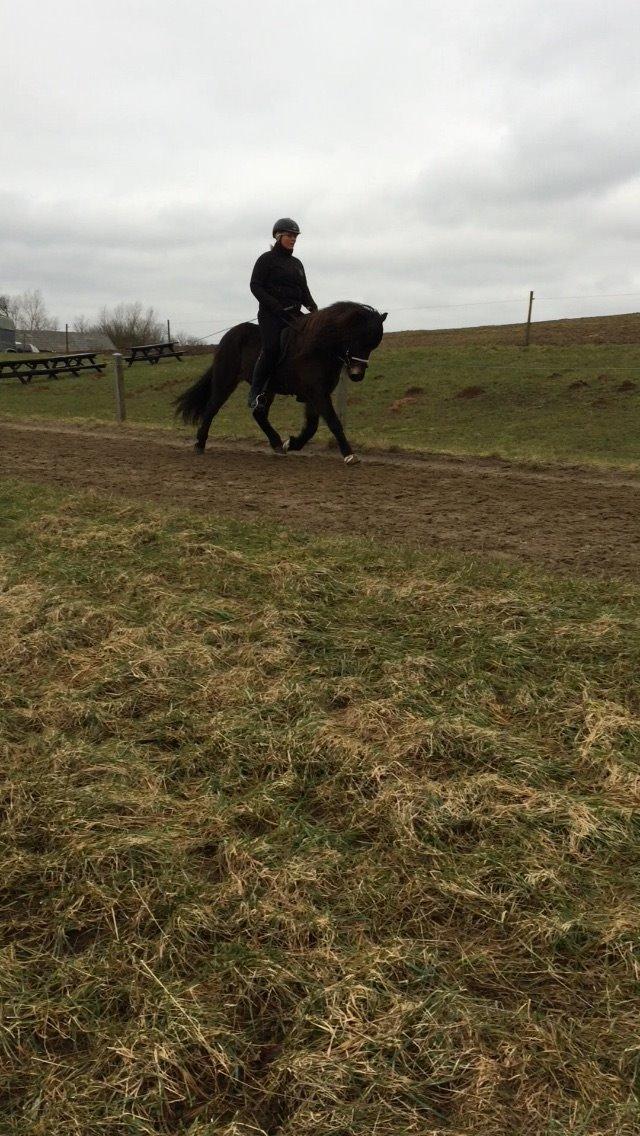 Islænder Embla Fra Flødal billede 13