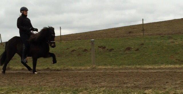 Islænder Embla Fra Flødal billede 16
