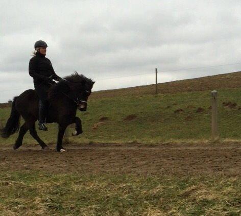 Islænder Embla Fra Flødal billede 17