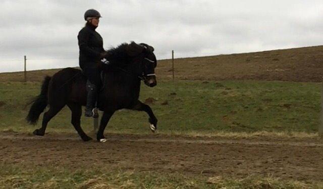 Islænder Embla Fra Flødal billede 14