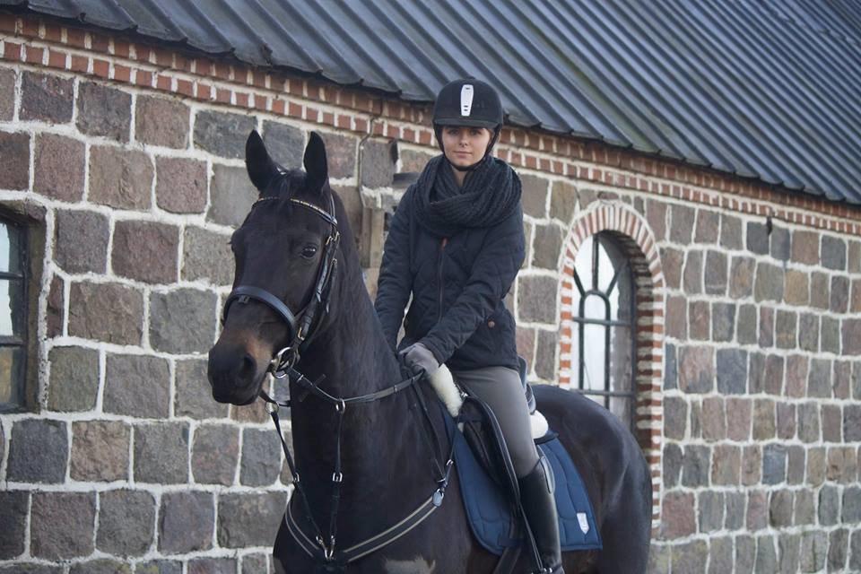 Trakehner Isabella  billede 14