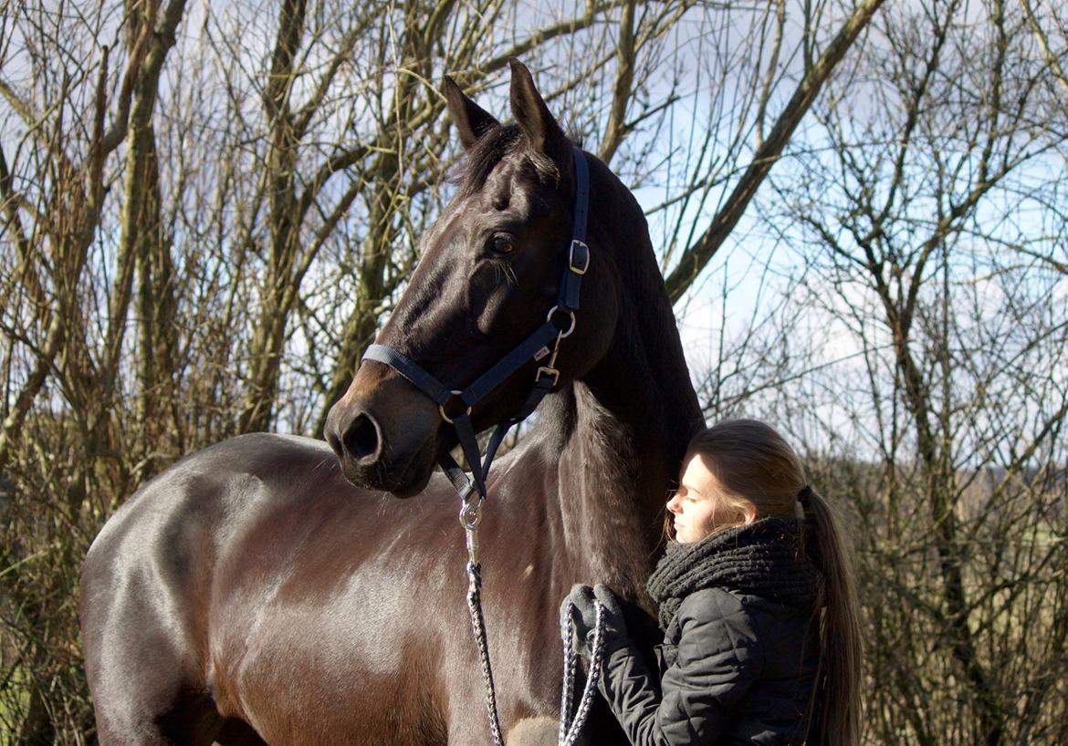 Trakehner Isabella  billede 4